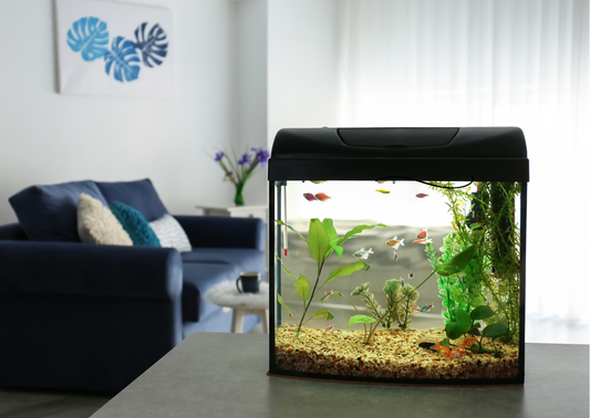 Big or Small Aquarium: Which Is Easier to Maintain?