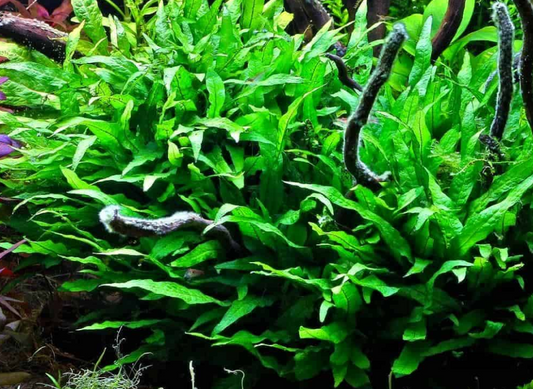 Java Fern - Aquarium Boutique