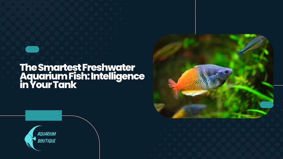 The Smartest Freshwater Aquarium Fish: Intelligence in Your Tank