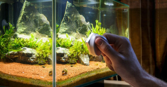 freshwater planted aquarium showing common algae types like black beard algae, green spot algae, and cyanobacteria, with icons representing CO₂ systems, water flow, and lighting – visually explaining the balance needed to prevent algae growth.