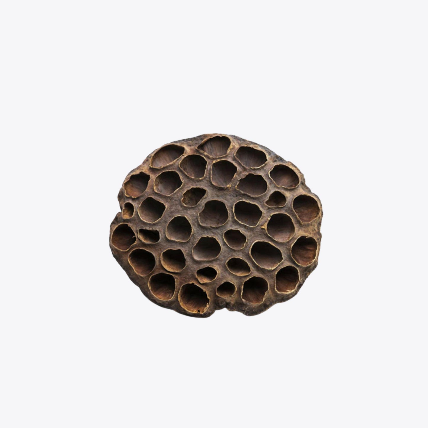 Lotus pods XXL Aquarium Boutique.