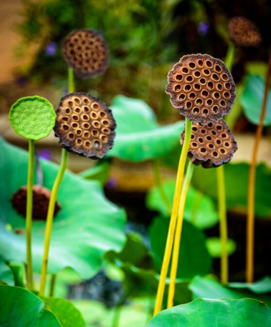 Lotus pods XXL Aquarium Boutique.