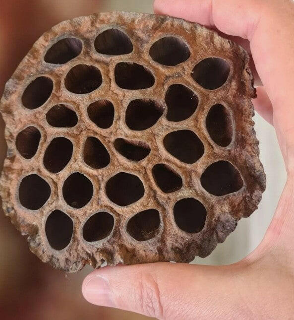 Lotus pods XXL.