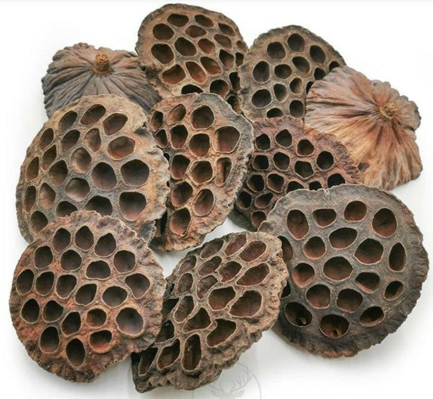 Lotus pods XXL Aquarium Boutique.