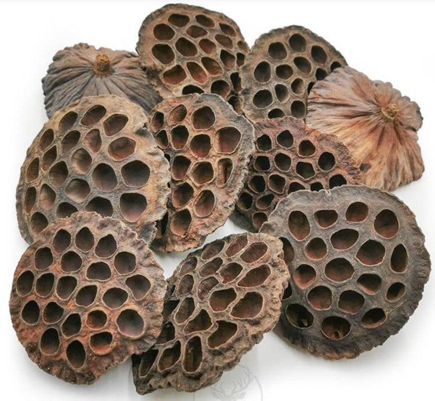 Lotus pods XXL.