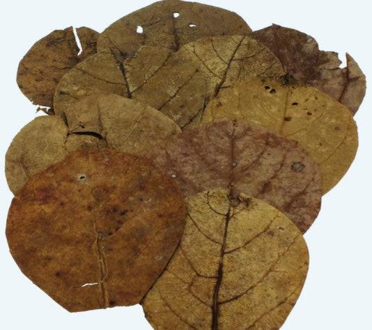 Catappa Leaves XS Nano – комплект листа (Indian almond leaves) for aquarium