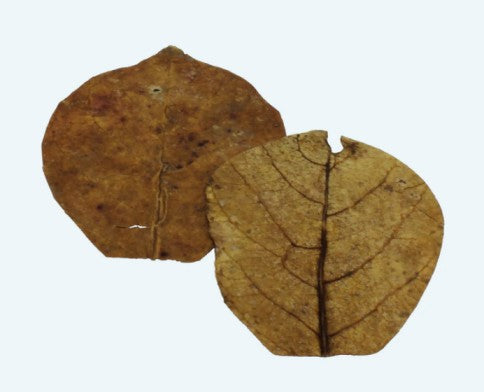 Catappa Leaves XS Nano – натурални листа (Indian almond leaves), детайл