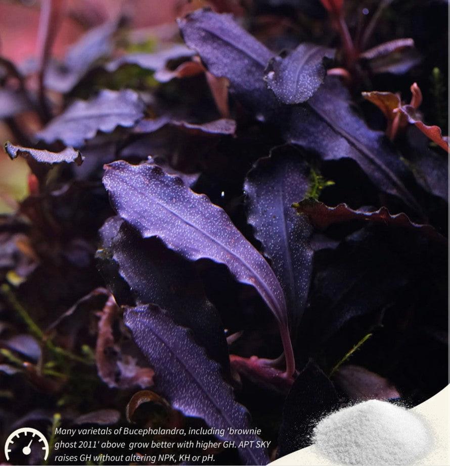 Bucephalandra aquarium plants thriving with 2HR Aquarist APT SKY (GH booster)