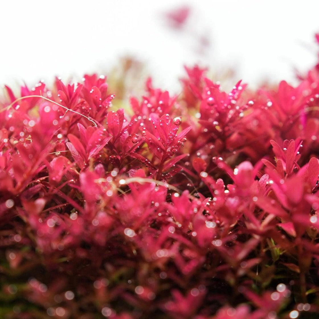 Chihiros B120 With Dimmer (120-140cm, 51W 3256lm).