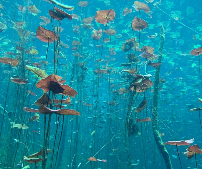 Creating Natural Harmony: Biotope Aquariums with Premium Products - Aquarium Boutique