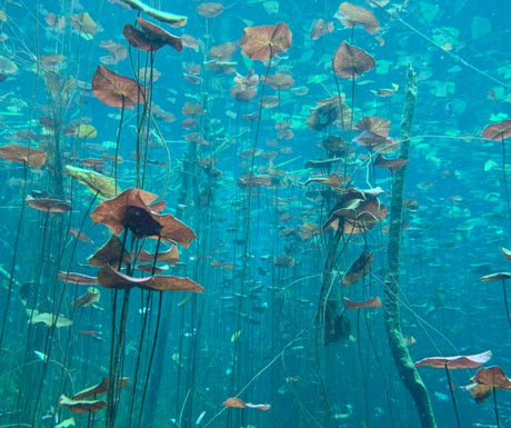 Creating Natural Harmony: Biotope Aquariums with Premium Products - Aquarium Boutique