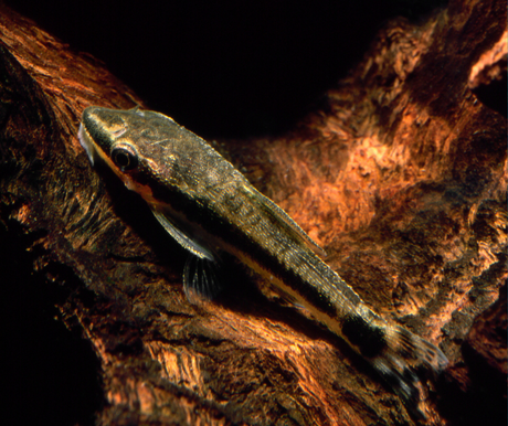 Creating a Biotope Aquarium: Rio das Mortes, Brazil - Aquarium Boutique