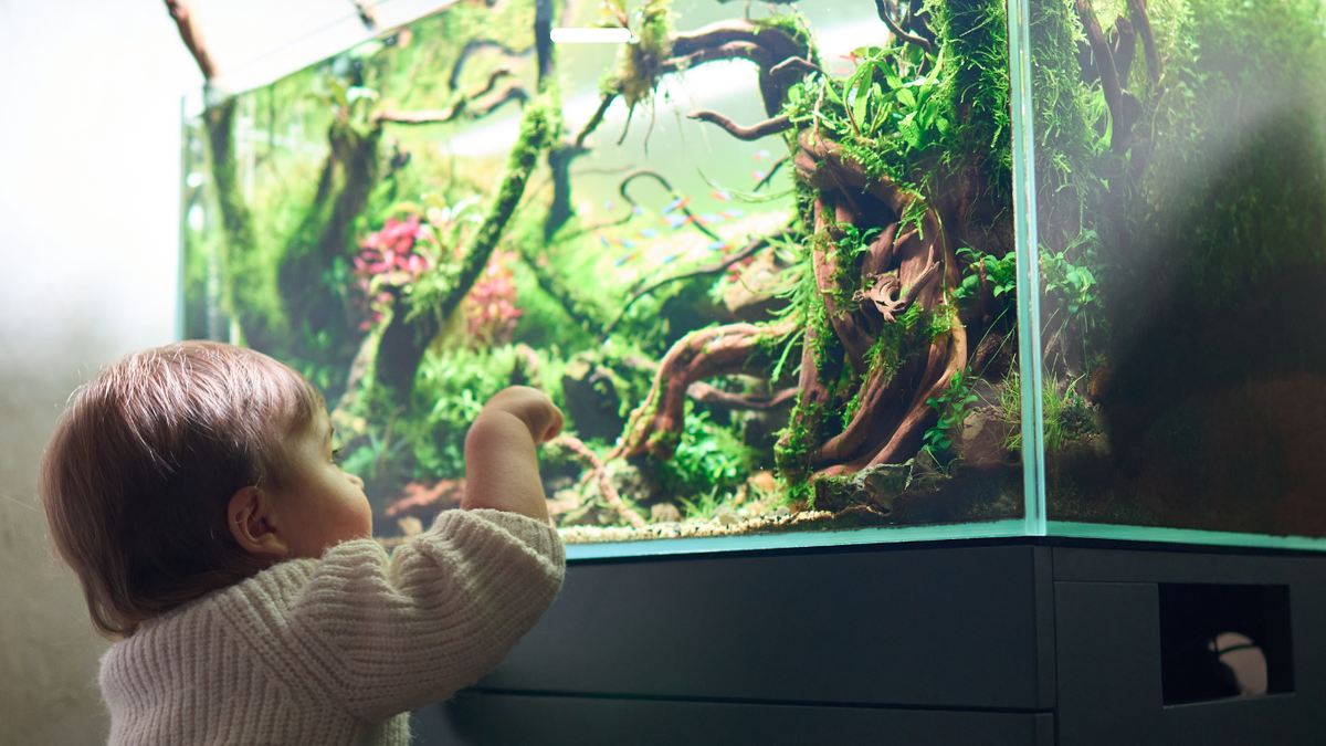 Support Young Aquarists – Create and Give With Us - Aquarium Boutique