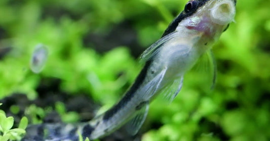 Otocinclus Catfish: The Ultimate Care Guide