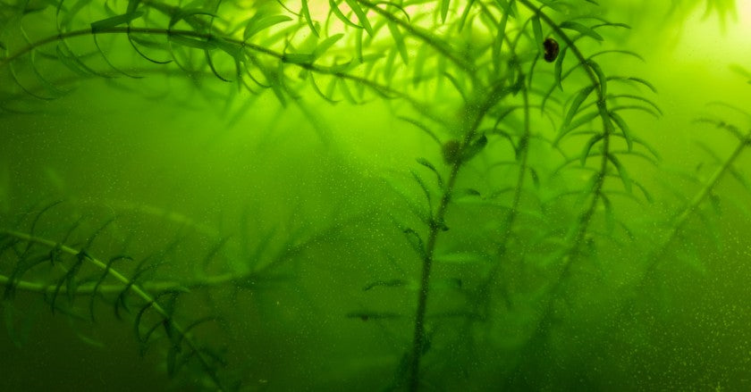 How to Keep Aquarium Water Clean – and Why Artemia-Based Food Makes All the Difference