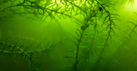 How to Keep Aquarium Water Clean – and Why Artemia-Based Food Makes All the Difference