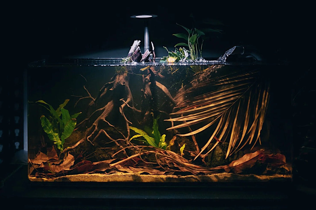 5 Best Fish Tank Ideas For Small Aquariums - Aquarium Boutique