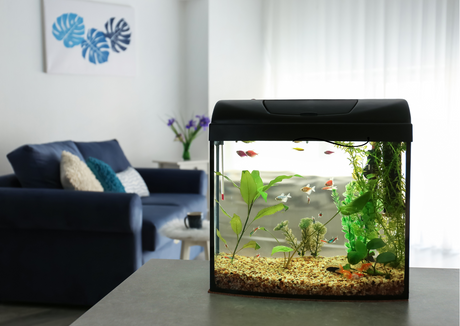 Big or Small Aquarium: Which Is Easier to Maintain? - Aquarium Boutique