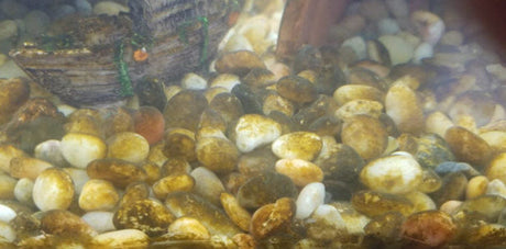 Brown Algae in Aquariums: Causes, Identification, and Removal - Aquarium Boutique