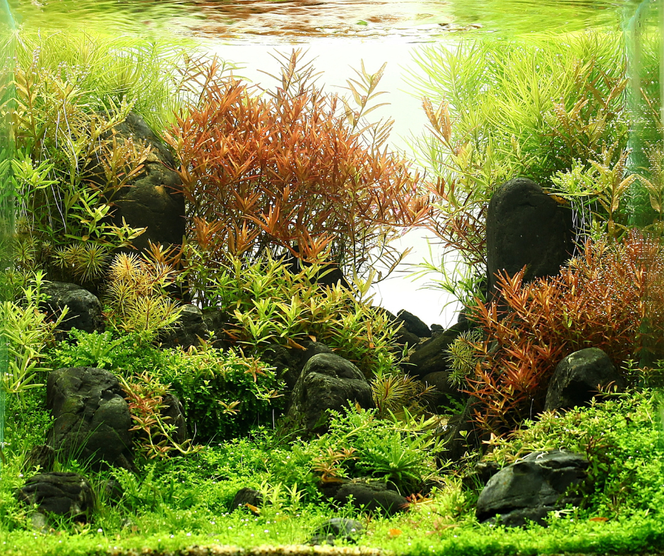 3 Essential Tips for Re-setting Your Planted Aquarium