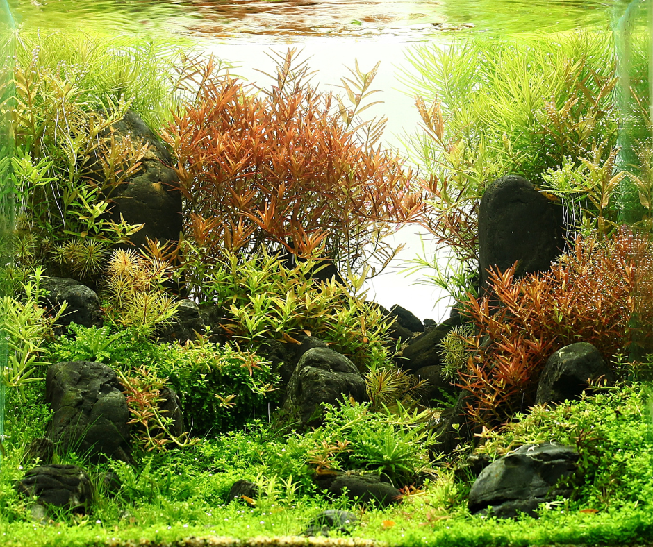 3 Essential Tips for Re-setting Your Planted Aquarium - Aquarium Boutique