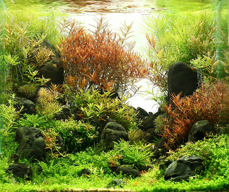 3 Essential Tips for Re-setting Your Planted Aquarium - Aquarium Boutique
