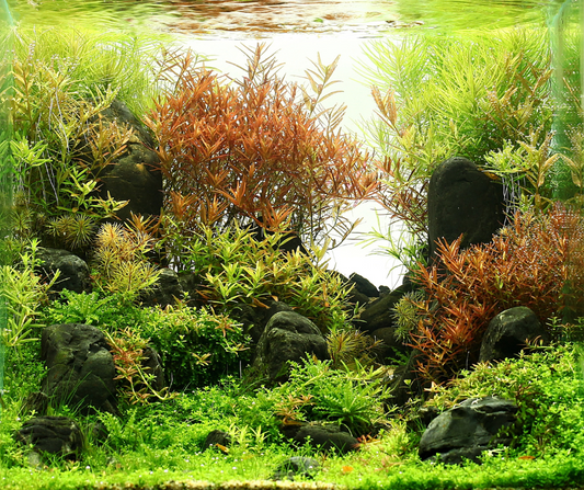 3 Essential Tips for Re-setting Your Planted Aquarium