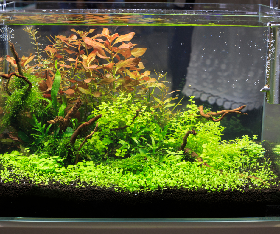 Is a Deep Substrate a Problem for Planted Aquariums?