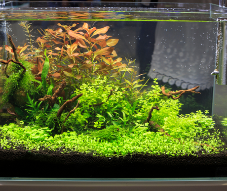 Is a Deep Substrate a Problem for Planted Aquariums? - Aquarium Boutique
