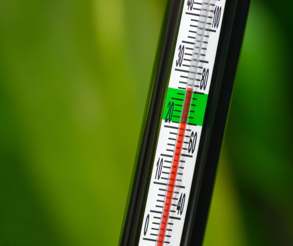 Temperature in Planted Aquariums – A Silent Yet Critical Factor - Aquarium Boutique