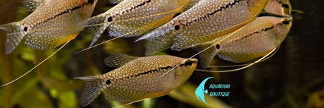 Biotope Guarami - Aquarium Boutique