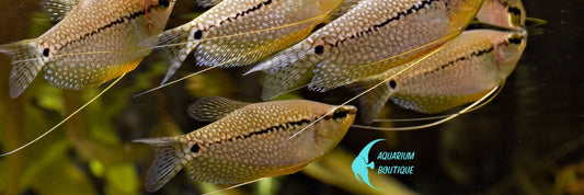Biotope Guarami - Aquarium Boutique
