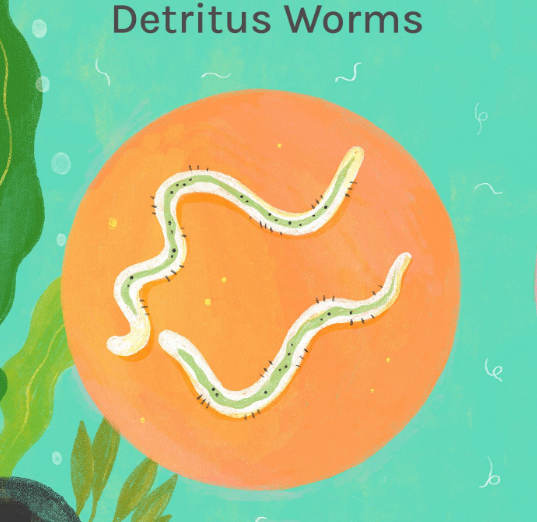 Detritus Worms in Aquariums - Aquarium Boutique