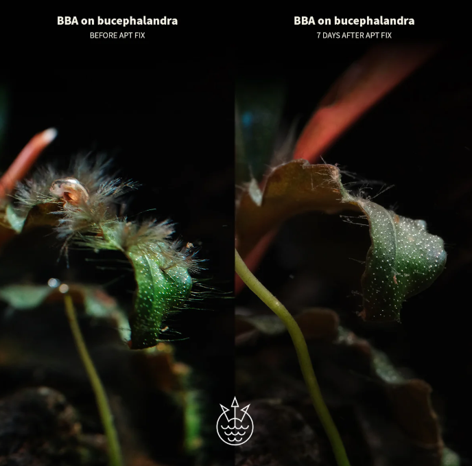 2HR Aquarist FIX vs Seachem Excel and Easy-Life AlgExit - Aquarium Boutique