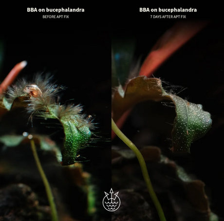 2HR Aquarist FIX vs Seachem Excel and Easy-Life AlgExit - Aquarium Boutique
