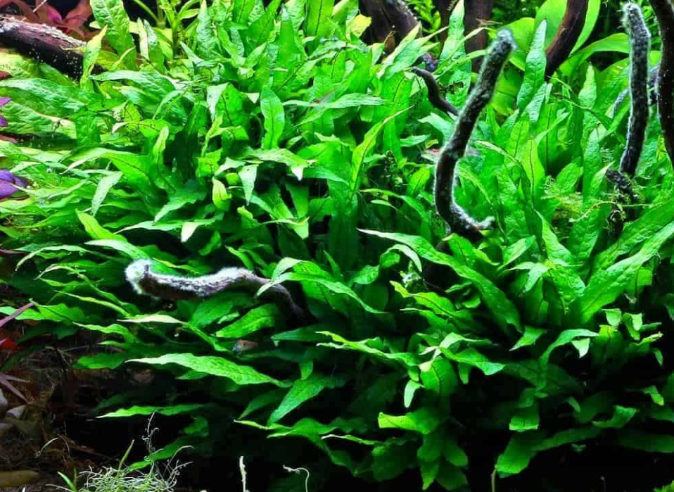 Java Fern - Aquarium Boutique