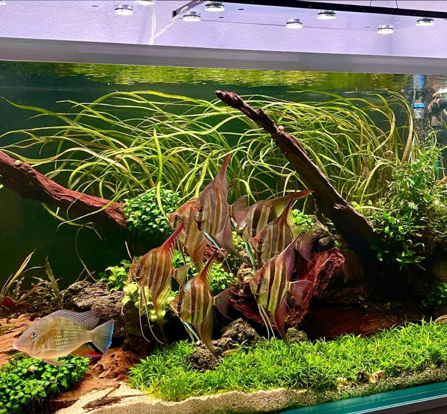 WRGB Skylight Hyperspot illuminating a planted tank — angelfish group, vallisneria background, carpeting plants.