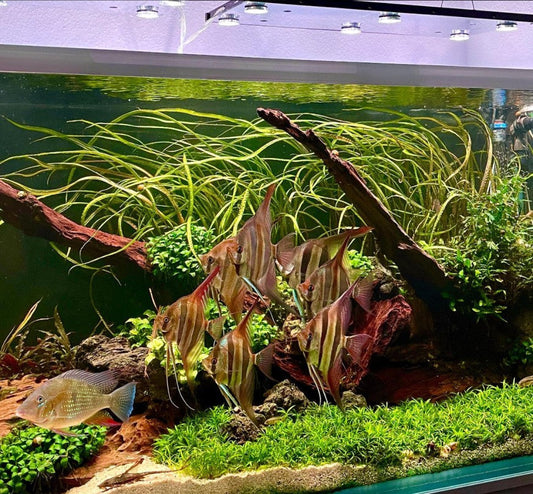 WRGB Skylight Hyperspot illuminating a planted tank — angelfish group, vallisneria background, carpeting plants.