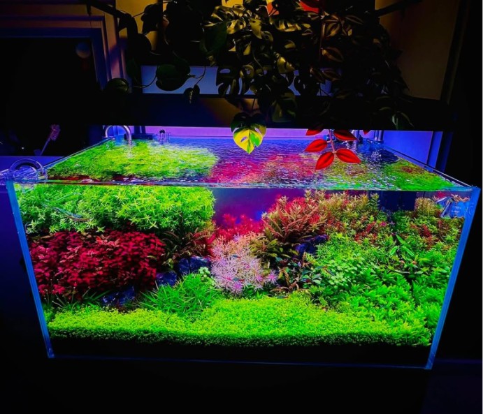 Chihiros WRGB2 осветление за растителен аквариум / Chihiros WRGB2 aquarium lighting in planted tank