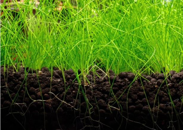Aquarium Substrate: The Complete Guide to Choosing, Layering and Planting