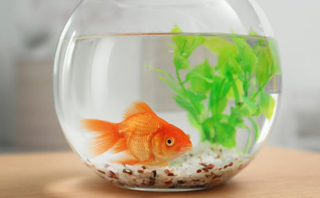 Why Do My Fish Keep Dying? 7 Common Causes and How to Fix Them