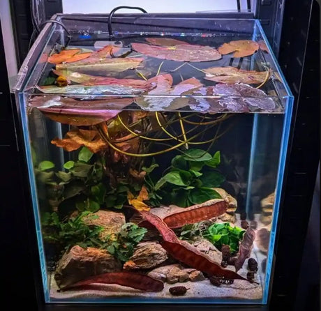 From Failed Dutch Aquascape to Betta Biotope: Our Honest Rebuild
