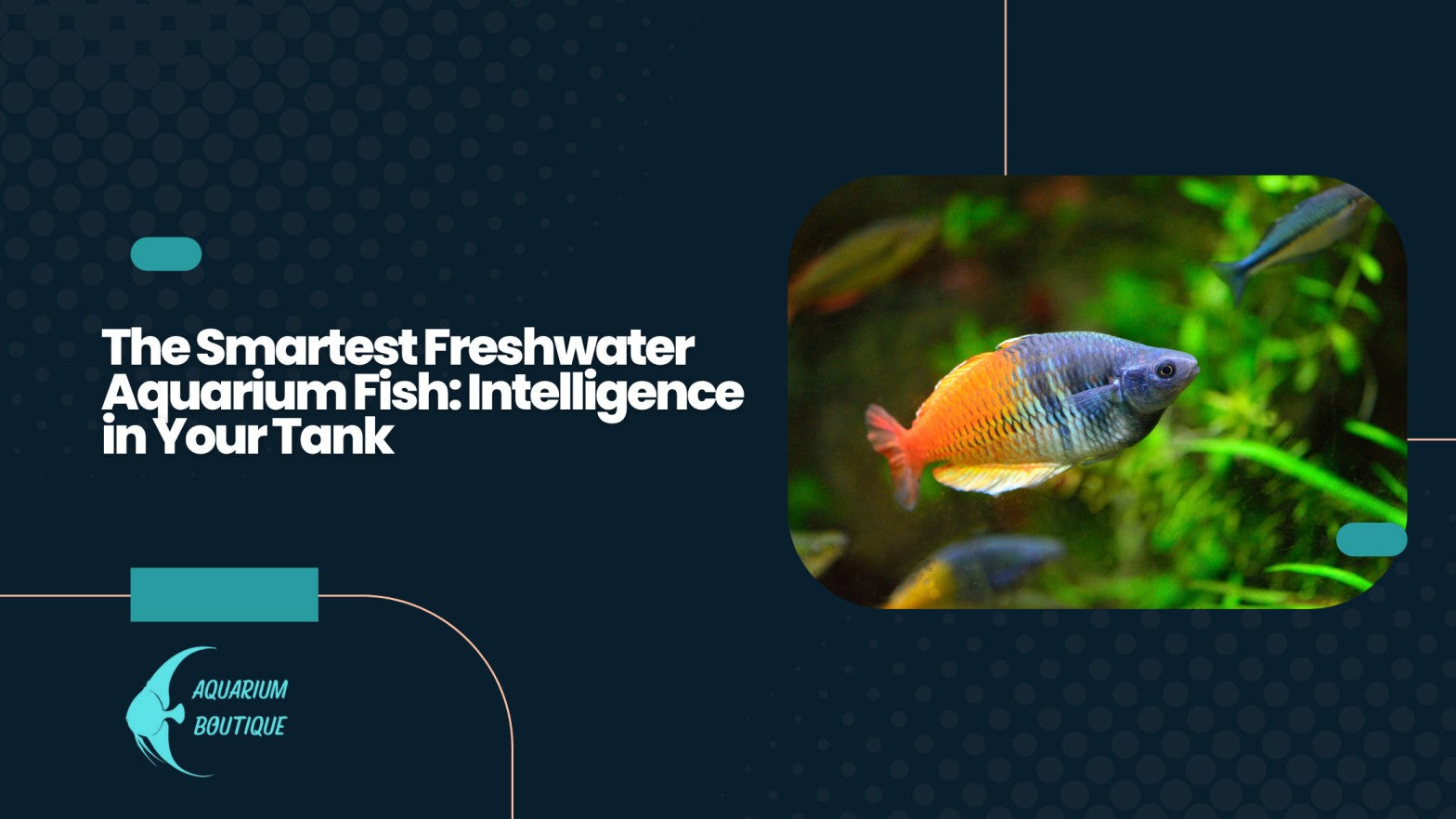 Smartest Freshwater Aquarium Fish: Intelligence in Your Tank | Aquarium ...