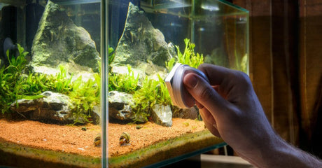 freshwater planted aquarium showing common algae types like black beard algae, green spot algae, and cyanobacteria, with icons representing CO₂ systems, water flow, and lighting – visually explaining the balance needed to prevent algae growth.