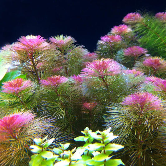 A Must-Have Plant In Your Aquarium - Aquarium Boutique