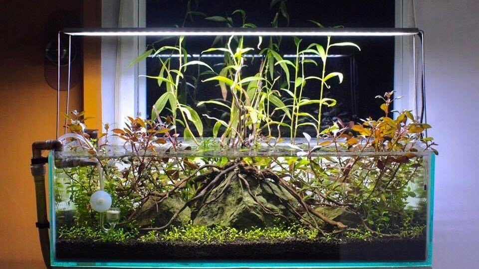 Different Types of Aquariums: The Perfect Tank for Your Aquatic Paradise - Aquarium Boutique
