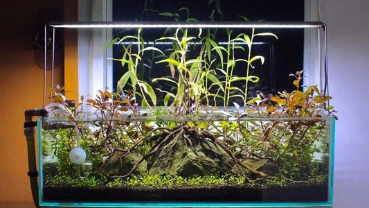 Different Types of Aquariums: The Perfect Tank for Your Aquatic Paradise - Aquarium Boutique