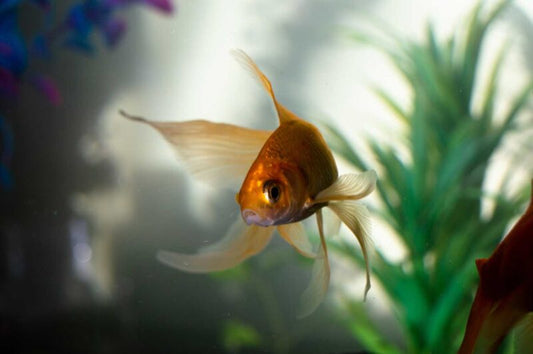 Dive into Success: Why Research is Essential Before Starting Your Aquarium - Aquarium Boutique