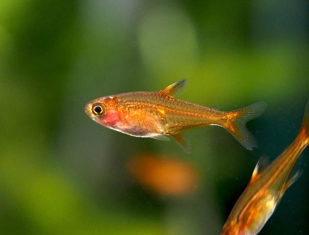 Ember Tetra: The Perfect Addition to Your Nano Aquarium - Aquarium Boutique