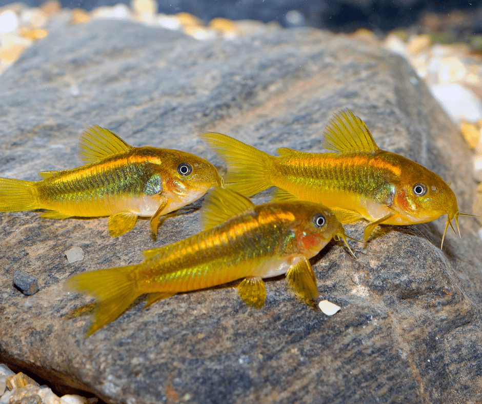 How to Encourage Corydoras to Successfully Breed in a Community Tank - Aquarium Boutique